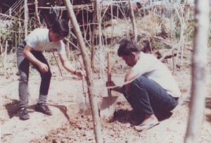 Preparing Vegetable Plot