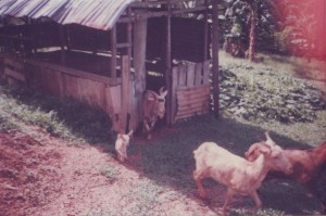 Rearing Goats