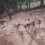 Rearing Geese
