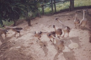 Rearing Geese