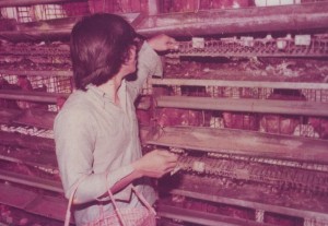 Learning To Rear Chicken