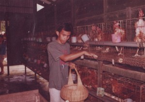 Learning To Rear Chicken