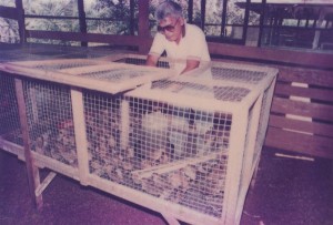 Learning To Rear Chicken